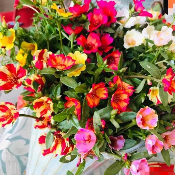 陶粒墊盆太奢侈，用這三種效果更好，關鍵很省錢