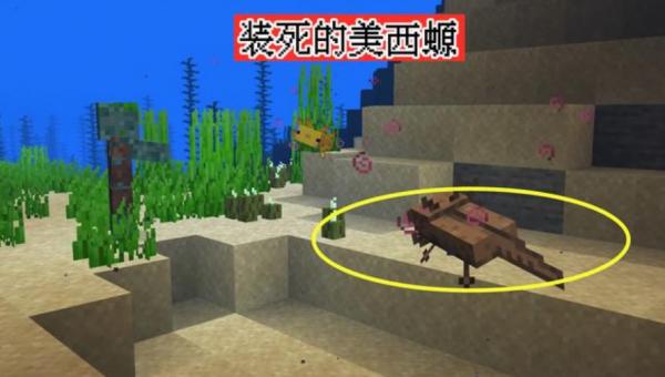 美西螈會哭泣？我的世界：關於美西螈，你可能不知道的16件事