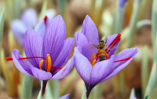 舶來品藏紅花，在外國當染料、香料，運到中國成了“治病”的藥