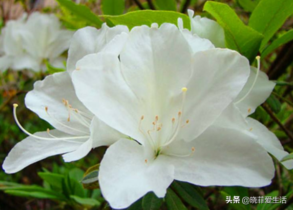 漂亮的有毒花！認識20種“大毒花”，遠離危險