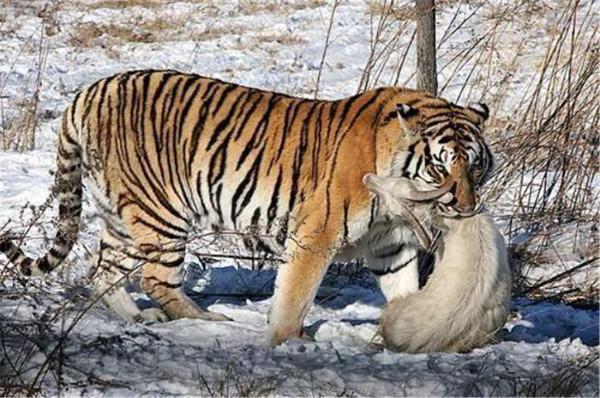 咬死15只羊，擄走7頭看門狗，四處闖禍的&OpenCurlyDoubleQuote;烏斯京&rdquo;被關進動物園