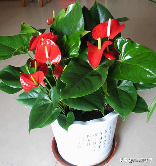 8種漂亮花，可以養一盆，寓意吉祥，旺財又旺家