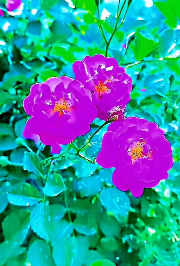 美景：夏日繁花