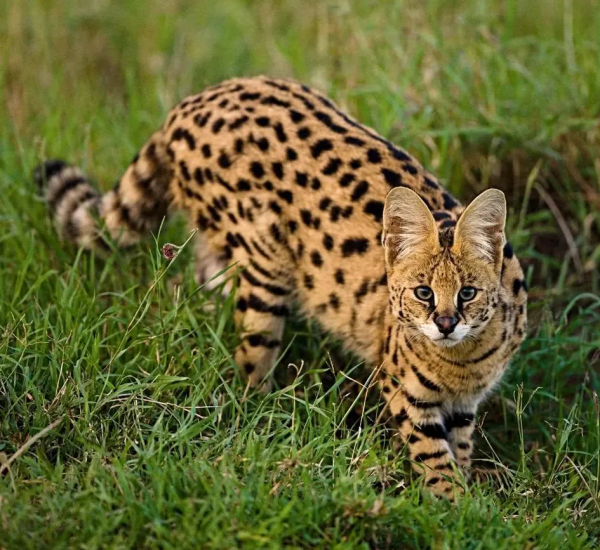 貓咪喜歡紙箱,那大貓呢?8種大型貓科動物實測,結果太可愛 貓咪喜歡紙箱,那大貓呢?8種大型貓科動物實測,結果太可愛