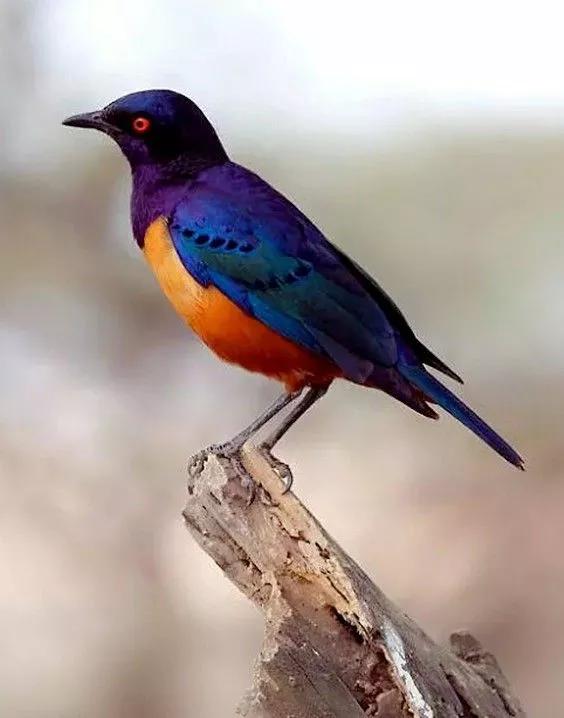 可愛漂亮的小鳥（圖片欣賞）