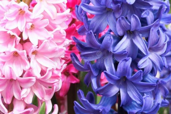 這7種年宵花都是&OpenCurlyDoubleQuote;一次性&rdquo;的，開完扔了吧，沒必要繼續養