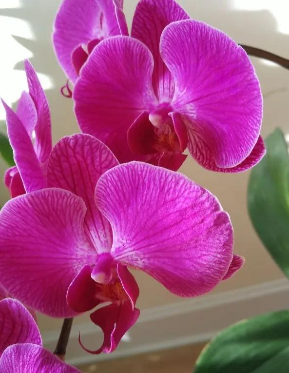 漂亮的蝴蝶蘭大全，顏色各異、姿態萬千