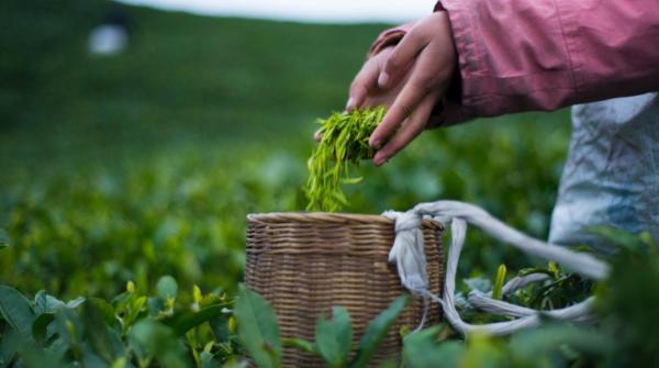 採茶有多辛苦?起早貪黑、渾身傷痛、收入不高,不是茶農無法體驗 採茶有多辛苦?起早貪黑、渾身傷痛、收入不高,不是茶農無法體驗