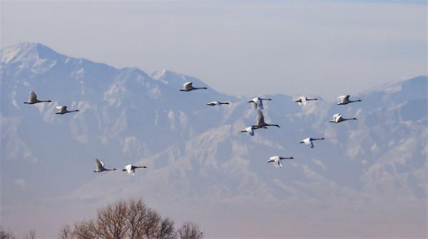 祁連山前天鵝高飛