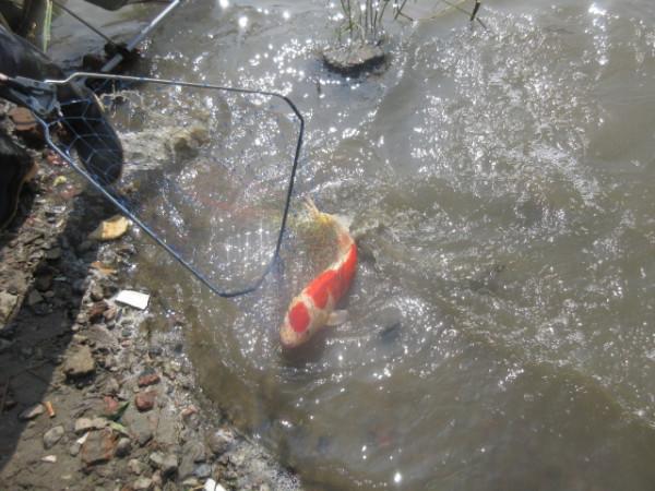 50多年的釣魚史教會我,小鉤簡餌也能釣到大魚 50多年的釣魚史教會我,小鉤簡餌也能釣到大魚