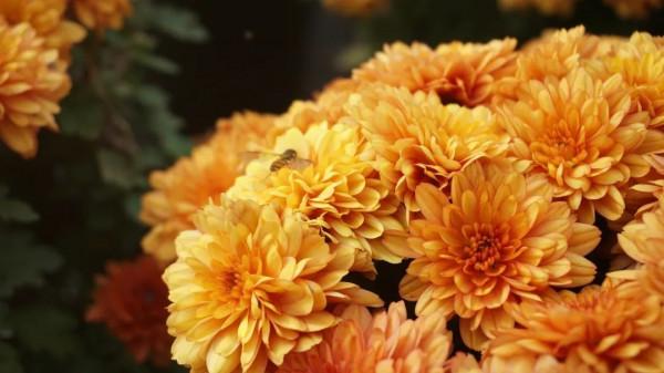 長三角第一次，就在崇明