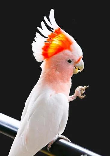 米切氏鳳頭鸚鵡 酋長好!w~w~w 米切氏鳳頭鸚鵡 酋長好!w~w~w