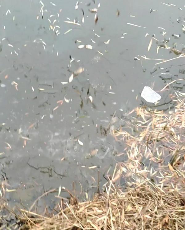 氣溫零下破冰垂釣,雙尾收杆漁獲爆盆 氣溫零下破冰垂釣,雙尾收杆漁獲爆盆