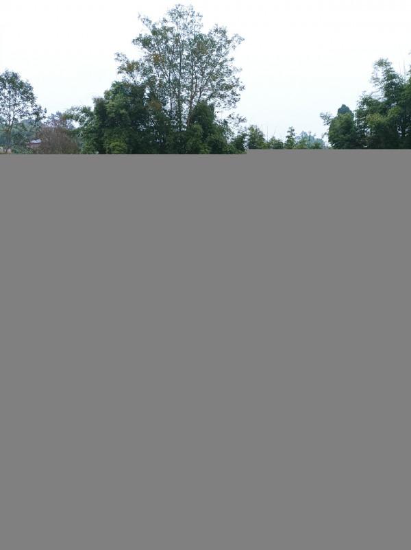 追尋那夢寐以求的大板鯽，結果魚護早已生鏽卡死