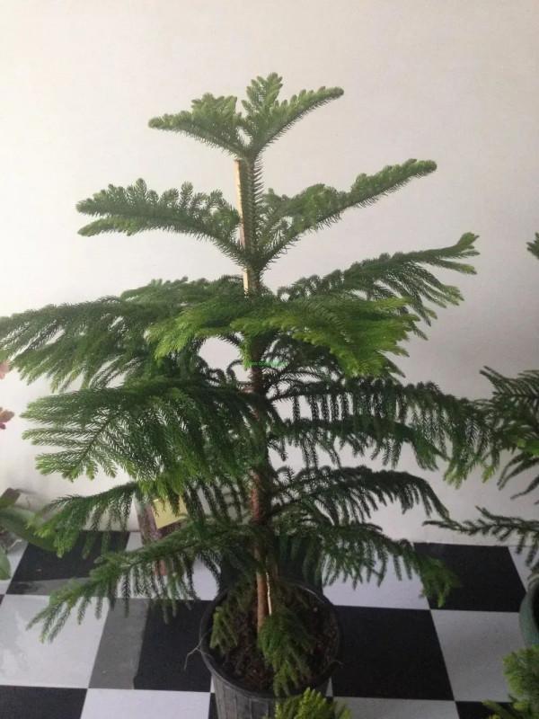 特別受歡迎的9種室內大型綠植,要根據自己的環境選擇品種 特別受歡迎的9種室內大型綠植,要根據自己的環境選擇品種