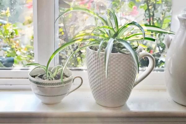 買花時不要合了眼緣就買回家,這8種花不好養,新手還是放棄吧 買花時不要合了眼緣就買回家,這8種花不好養,新手還是放棄吧