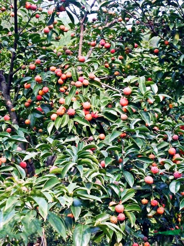 四照花～春有亮葉，夏花如蝶，秋有紅葉紅果，極具觀賞價值