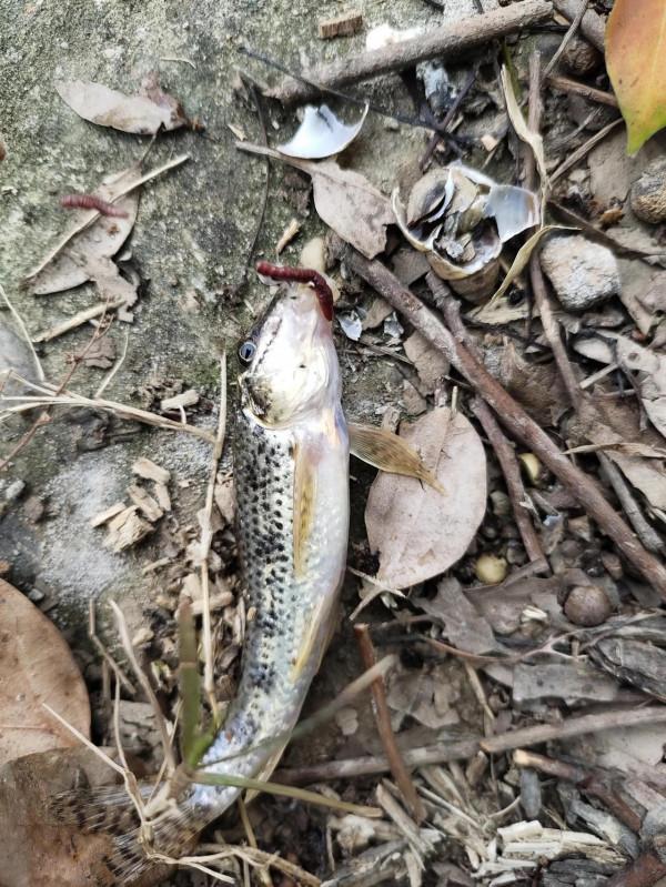 野釣日記(19) 野釣日記(19)