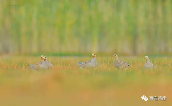 鳥事記之毛腿沙雞 鳥事記之毛腿沙雞