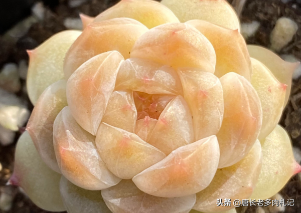 多肉冰魄不是冰玉，雖然名字只有一字之差，但它有2個明顯的特徵