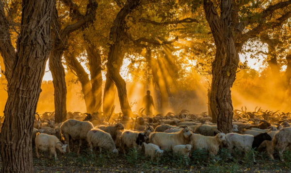 毫無懸念!今年最美的國內秋天,果然還是額濟納 毫無懸念!今年最美的國內秋天,果然還是額濟納