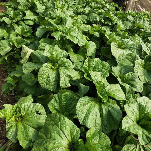 農村10種家常菜,種下去不打藥就有得吃,你家有多少種呢? 農村10種家常菜,種下去不打藥就有得吃,你家有多少種呢?