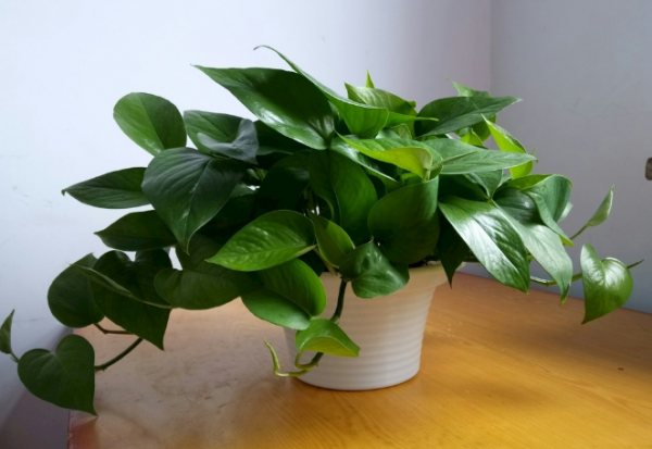 3種花,能養人,家裡客廳放一盆,越養越有貴氣!你家裡有幾盆? 3種花,能養人,家裡客廳放一盆,越養越有貴氣!你家裡有幾盆?