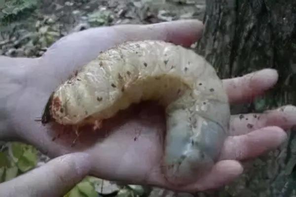 “蠱”究竟指的是什麼？為什麼歷朝律法對養蠱的處罰如此嚴厲？