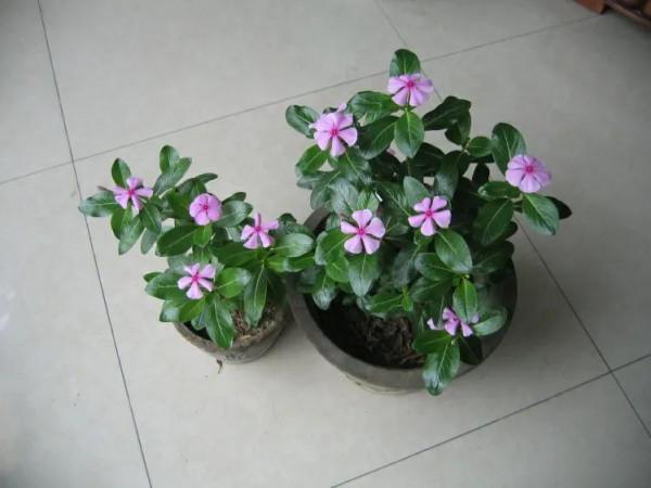 如何養護四季梅才能爆盆？這些要點，你知道嗎？