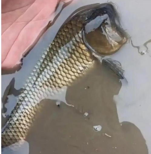 人無頭不走,鳥無頭不飛,魚無頭……呃,還能活,釣友偶遇無頭魚 人無頭不走,鳥無頭不飛,魚無頭……呃,還能活,釣友偶遇無頭魚