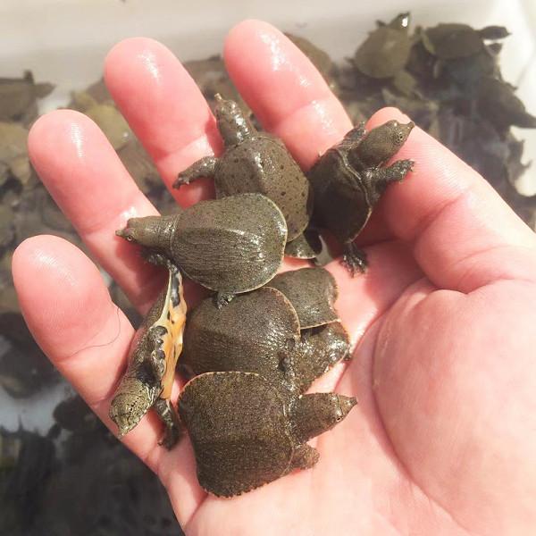 姚志剛:不到兩萬元入行,養龜鱉絕地翻身,年賣甲魚達千萬元 姚志剛:不到兩萬元入行,養龜鱉絕地翻身,年賣甲魚達千萬元