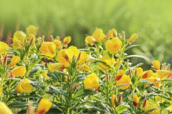 “驚鴻一瞥，猶如滿天星辰”讓美景治癒你的心靈——月見草