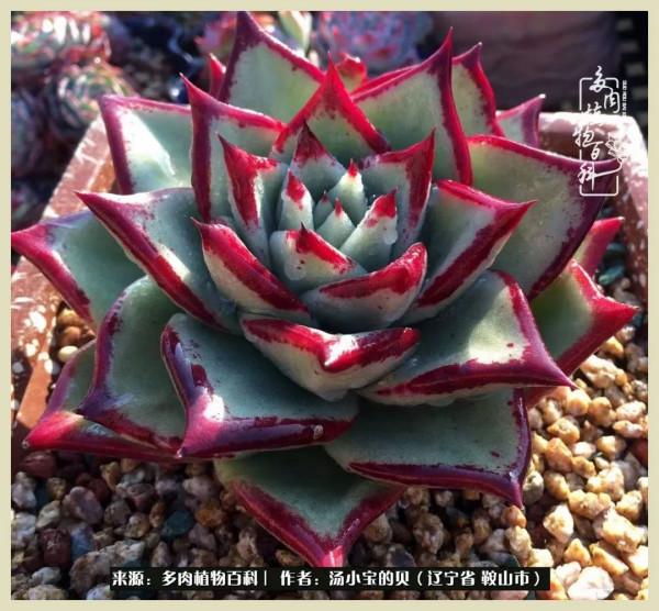 大東北的漫長冬季，我與多肉一起冬眠