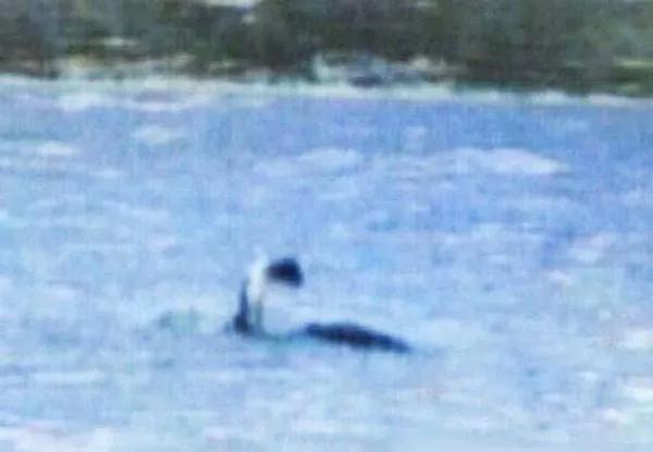 「中國最新水怪事件有哪些」中國近期水怪事件有哪些新的進展