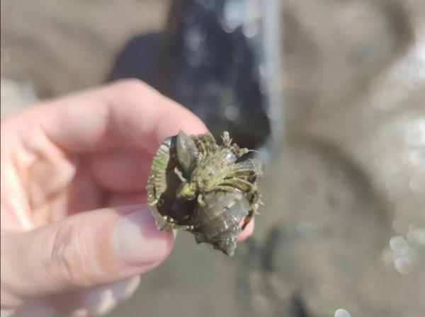 自駕CS75海邊撿海貨