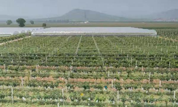 紫輝生態 碩果累累 紫輝生態 碩果累累