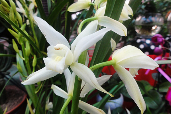 跟隨神舟十二號回來的還有兩類種子,太空種子對農業有多重要? 跟隨神舟十二號回來的還有兩類種子,太空種子對農業有多重要?