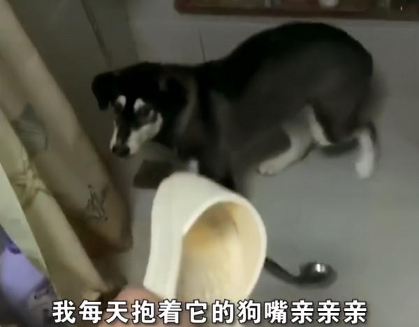 上海一狗子偷喝馬桶水被主人抓現行，主人：平時還抱著它的嘴親