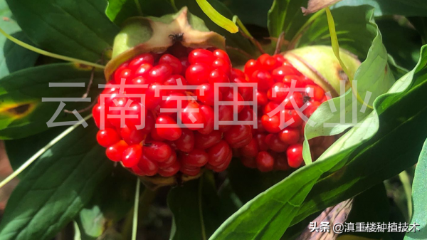 你知道滇重樓種子“難發芽”背後的科學原因嗎？