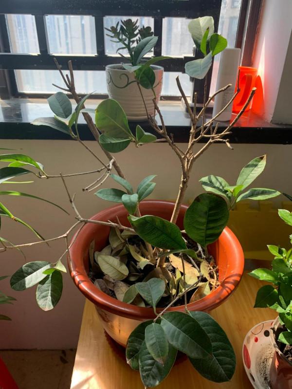 如何挽救月月桂盆景？