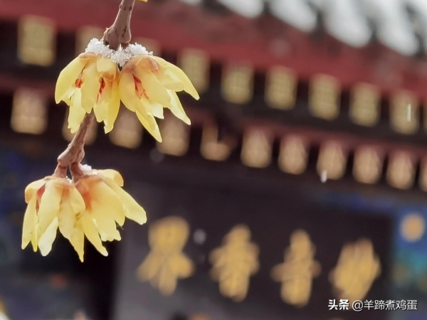 難覽觀園全畫景 雪覆臘梅一隅香&mdash;&mdash;踏雪尋遊北京大觀園