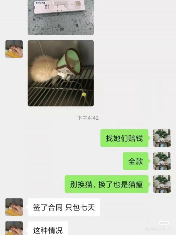 我免費領養的品種貓，只活了9天