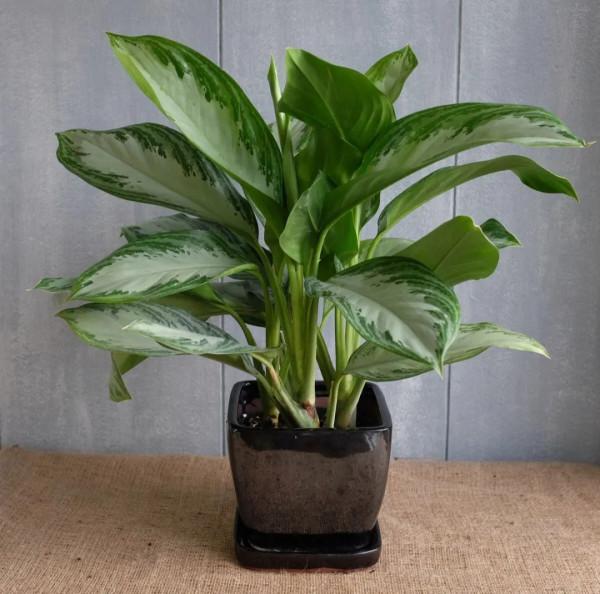 8種葉子長滿白色斑紋的室內觀葉植物,顏值不低,價格不貴 8種葉子長滿白色斑紋的室內觀葉植物,顏值不低,價格不貴