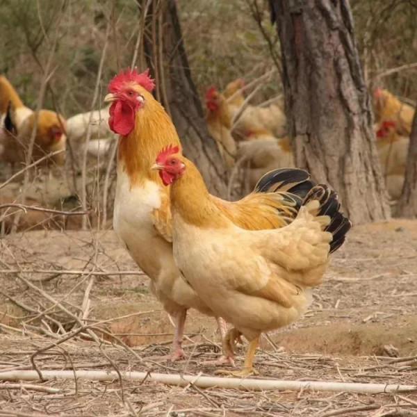 今天分享雞類有多少個品種？你知道幾種？可否說說認識的？