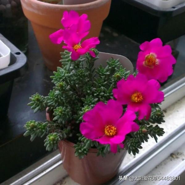 紫米粒才是秋天最美的多肉,掌握4個方法,葉美花豔 紫米粒才是秋天最美的多肉,掌握4個方法,葉美花豔