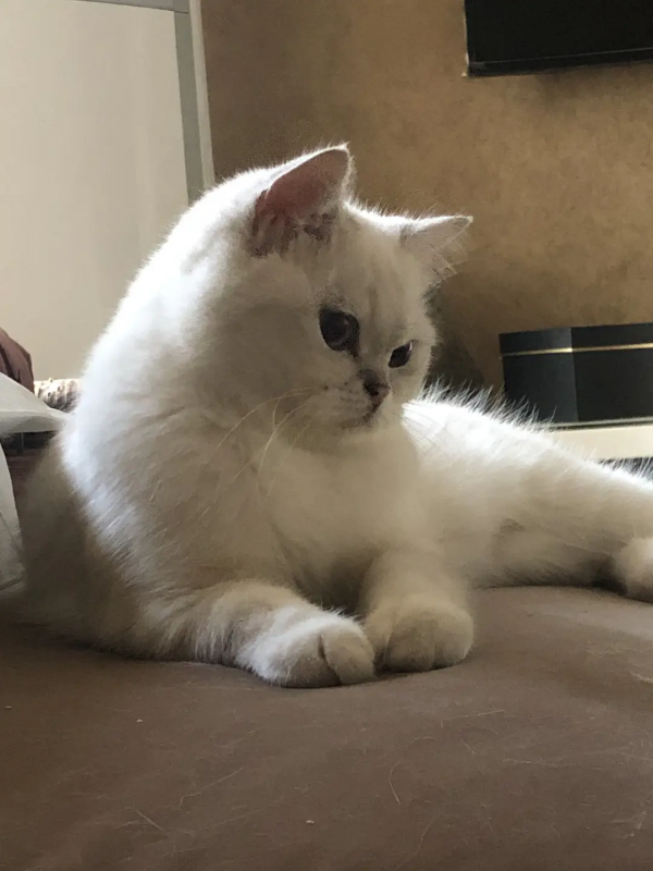 室友的貓它叫充電寶哈哈哈哈哈