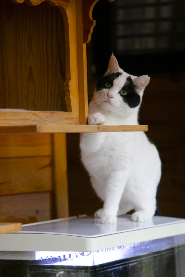 秋膘貼得好不好,體重秤上見分曉 秋膘貼得好不好,體重秤上見分曉