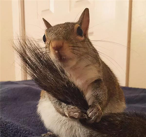 小松鼠說找到新窩啦 小松鼠說找到新窩啦