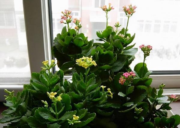 養花懂“取捨”，4種花一招“抹墩切”，1月後更旺、更密