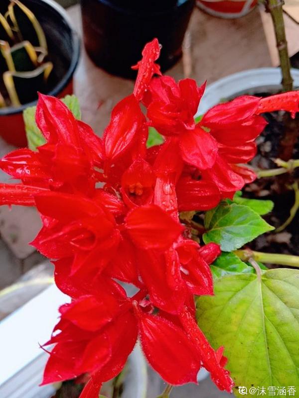 9種花,光照時間越短越容易爆盆,曬太久反而不開花 9種花,光照時間越短越容易爆盆,曬太久反而不開花